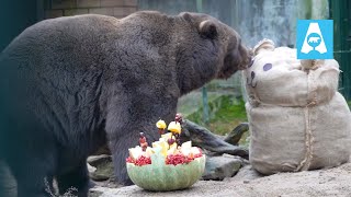 Bear Prepares For Winter Hibernation High-Calorie Feast And New Toy At The Zoo