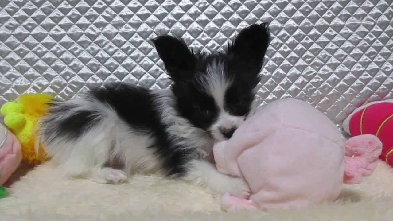 パピヨン 子犬や子猫たちのペット販売情報が満載 ペットステーション パピヨン 子犬や子猫たちのペット販売情報が満載 ペットステーション