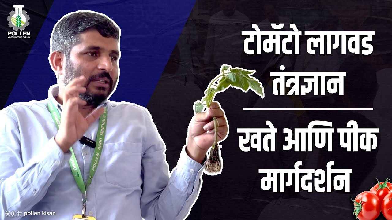 टोमॅटो शेती: सर्वोत्तम पद्धती आणि टिप्स | Pollen Kisan 