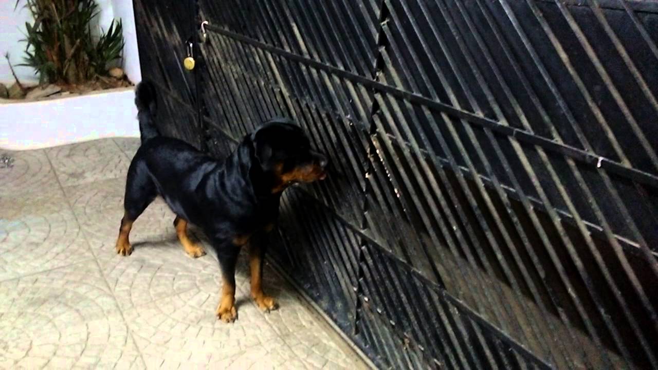 Rottweiler attacks (Blacky aka Vampire) - YouTube