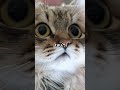 Kucing &amp; Anjing: Headset Pikiran Ajaib!