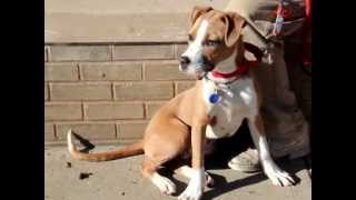 Sandy-Available At The Humane Society Of Missouri