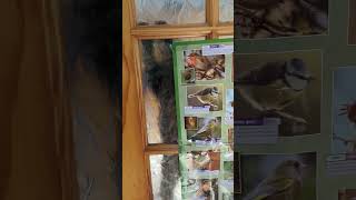 Acrobatic Cat Stalks Bird Id Poster ?