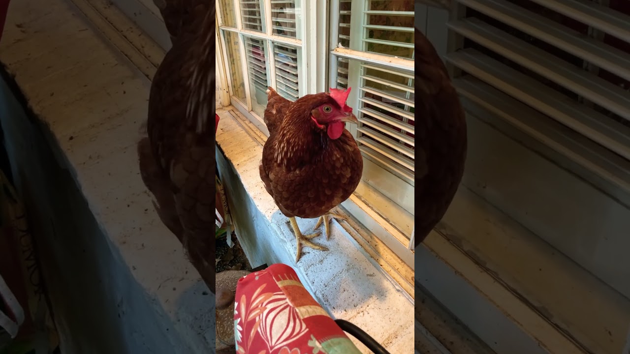 #NosyNeighborKnowsAll