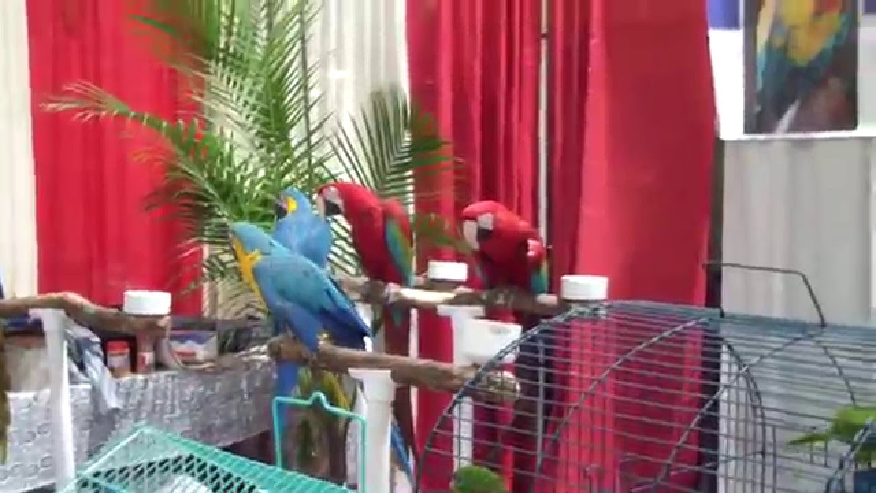 Bird Education Area at 2016 World of Pets Expo in MD YouTube