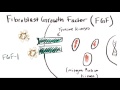 Local signaling  growth factors