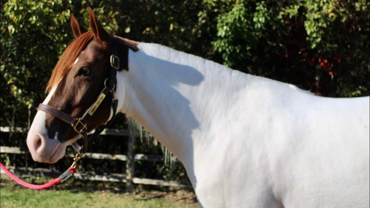 Collide. Presented by Diamanté Equestrian YouTube