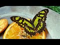 فراشات الغابات المطيره الجميله Beautiful Rainforest Butterflies 
