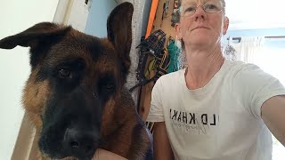 Very challenging #mantrailing trail by Adventures with Lycan my German Shepherd Dog 64 views 1 month ago 23 minutes
