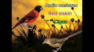 Audio masteran yang cari-cari kicau mania #birds #fyp#murainusantara#semuaorang#