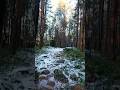 #лес#природа#осень#выпалснег#летопрошло#север#снег#холод#shorts#nature