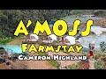 A'moss Farmstay Cameron Highland - SYURGA GLAMPING di Malaysia : We Go Travel