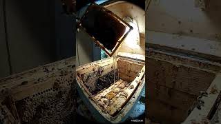 HIVE CAM // LIVE FEED