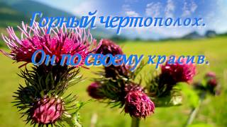Горный чертополох по своему хорош Горный чертополох по своему хорош