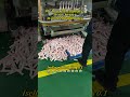 Sachet packing machine#machine #sachetmachine #packing #factory WhatsApp 008613284269180