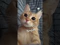 チャイさんの暮らし㉚。#保護猫