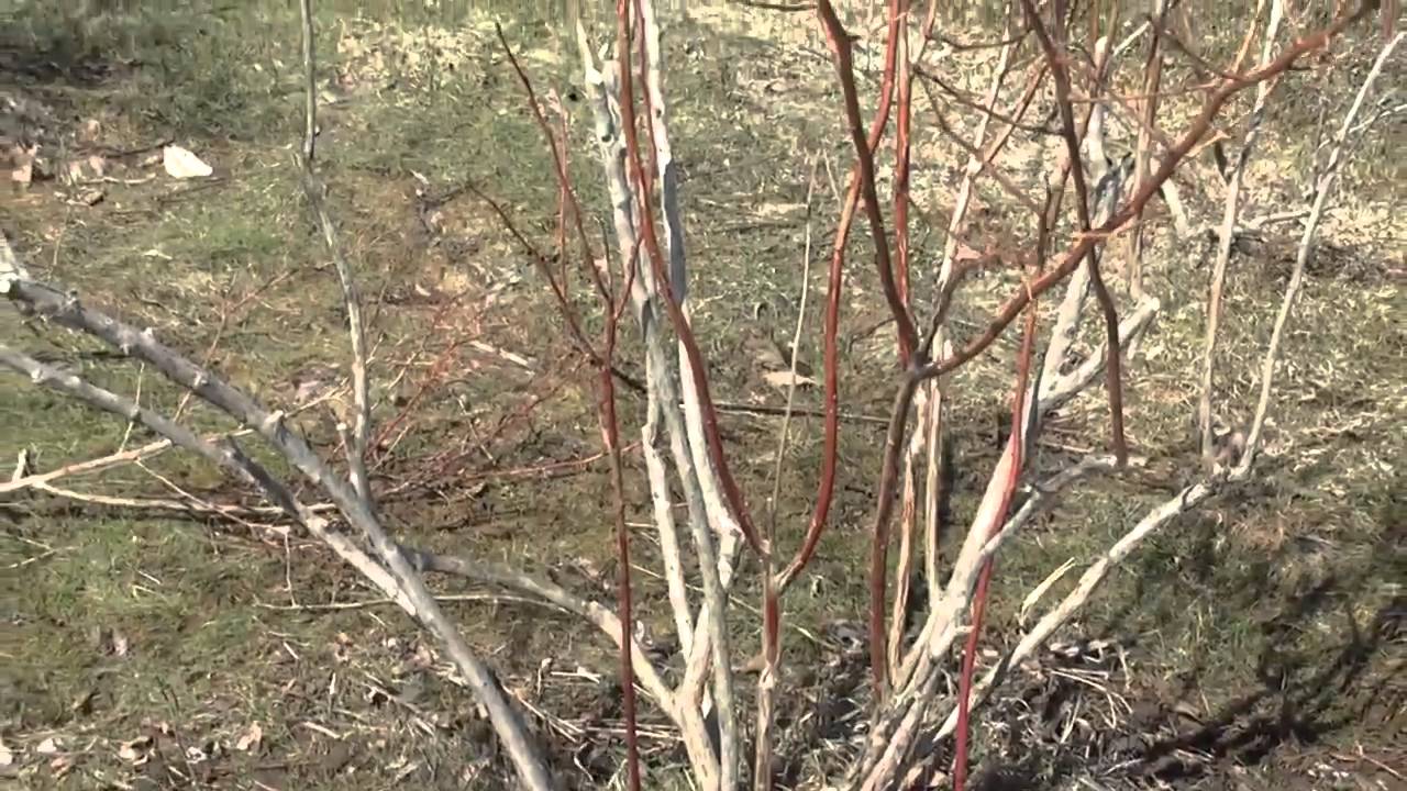 Maine Blueberry Crop Falls With Disease, Lack of Pollination