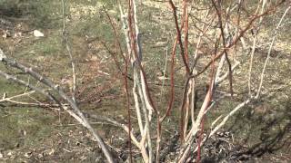 How to Prune a Blueberry Bush