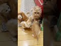 子猫たちがお母さん猫にずっと付いてきます...【ミヌエット】#Shorts #cat #ミヌエット #子猫