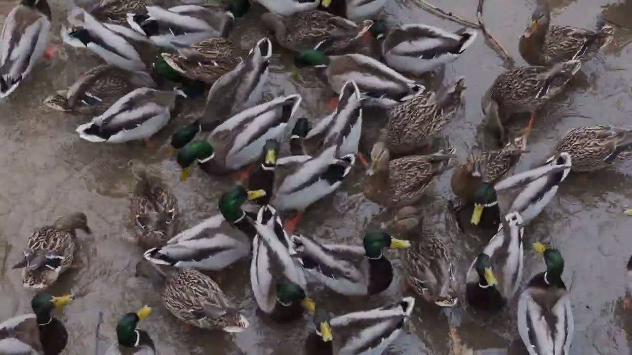 9 марта 2026. Сотни уток в парке: завораживающее поселение пернатых. Москва, Покровское-Стрешнево 