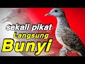 Suara panggilan perkutut lokal. ( Di pagi hari )