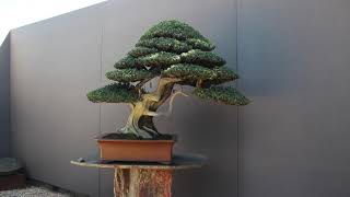 Conifer Bonsai inspiration