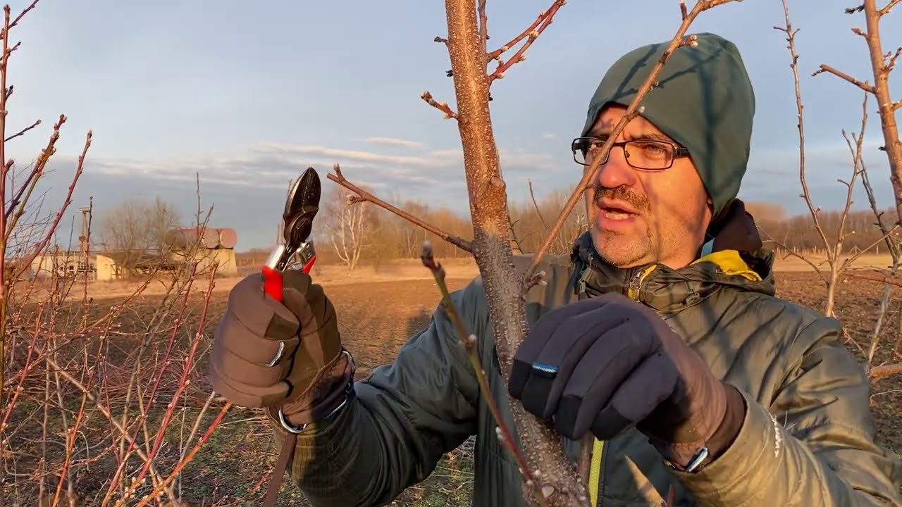 Őszibarack katlan metszés 2021 tavasz