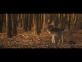 Oh my deer! - 5D Mark III Magic Lantern Raw