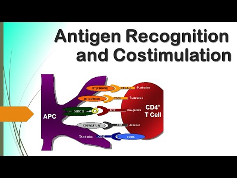 Video: Efek Dari Modulator Adenosin Monofosfat Siklik Pada Pematangan Dan Kualitas Oosit Germinal Vesikula Tikus Tahap Panas Yang Dihangatkan Dengan Vitrifikasi