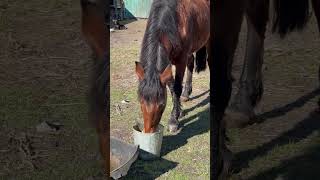 A Sick Horse Drinks Water #Horse #Farm #Farming #Amazing