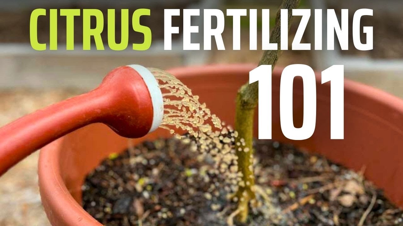 3 MUST-KNOW Fertilizing Tips for Potted Citrus Trees