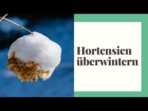 Video: Vorbereitung auf den Winter der Hortensien, die auf freiem Feld wachsen