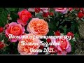 Посылка из питомника роз ,,Полины Козловой" Осень 2021.