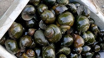 5 Cách Vượt Đông Cho Ốc Nhồi, Ốc Bươu Đen Tỉ Lệ Sống Sót Cao | Snail Farming