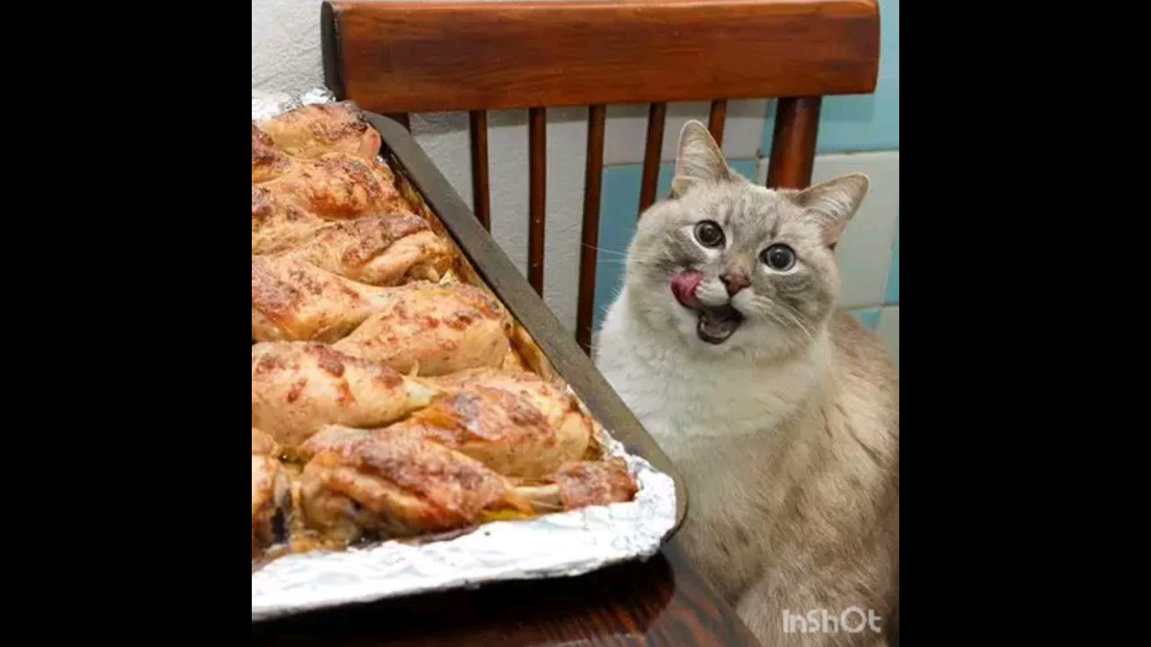 Приколы над котами