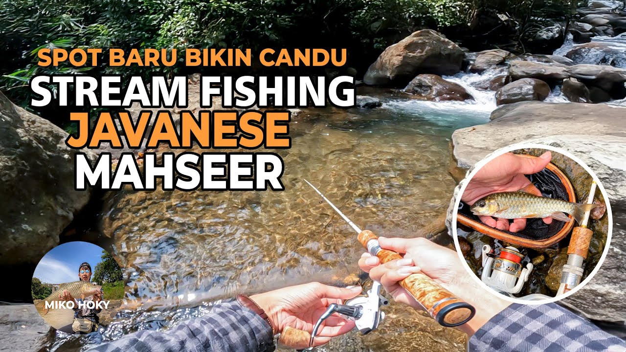 Sungai Kecil Pinggir Jalan di Huni Banyak Mahseer Stream Fishing Javanese Mahseer