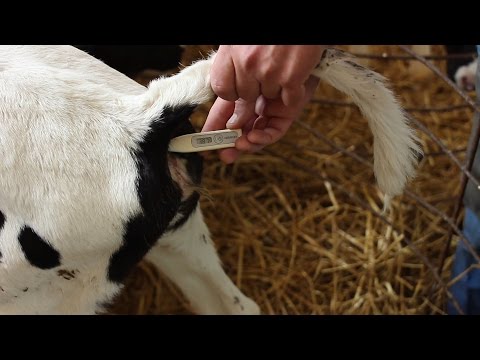 Пневмония у телят. Комплексное лечение.  Pneumonia in calves. Complex treatment.