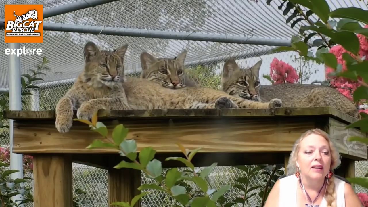 LIVE at Big Cat Rescue in Tampa, FL