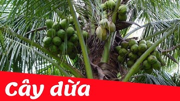 Dạy bé học nhận biết cây dừa | Dạy trẻ thông minh sớm