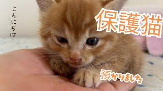 保護猫預かりました