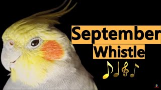 September Whistle  Cockatiels Birds Parrot Training Songs