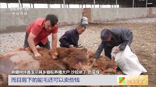 [三农长短说]立夏时节农事忙 新疆柯坪 剪驼毛卖驼绒 骆驼换“夏装”|农业致富经 Agriculture And Farming