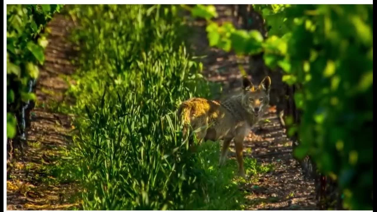 Napa County Seed Library - Give Guide