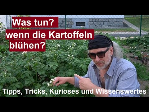 Video: Soll Man Kartoffelblumen Pflücken?