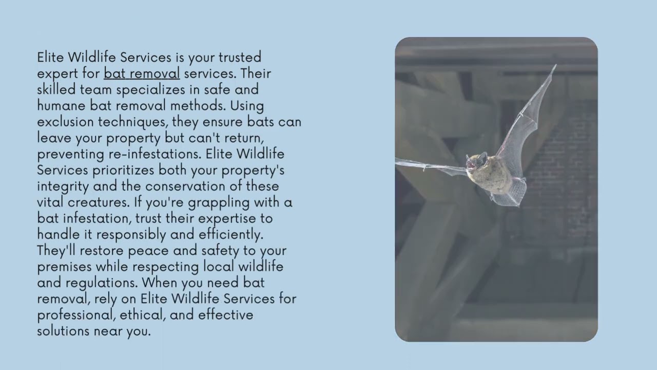 Bat Removal   Elite Wildlife Services