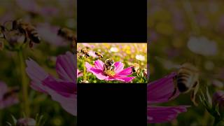 A verdade sobre a picada de abelha (ninguém te conta isso!)