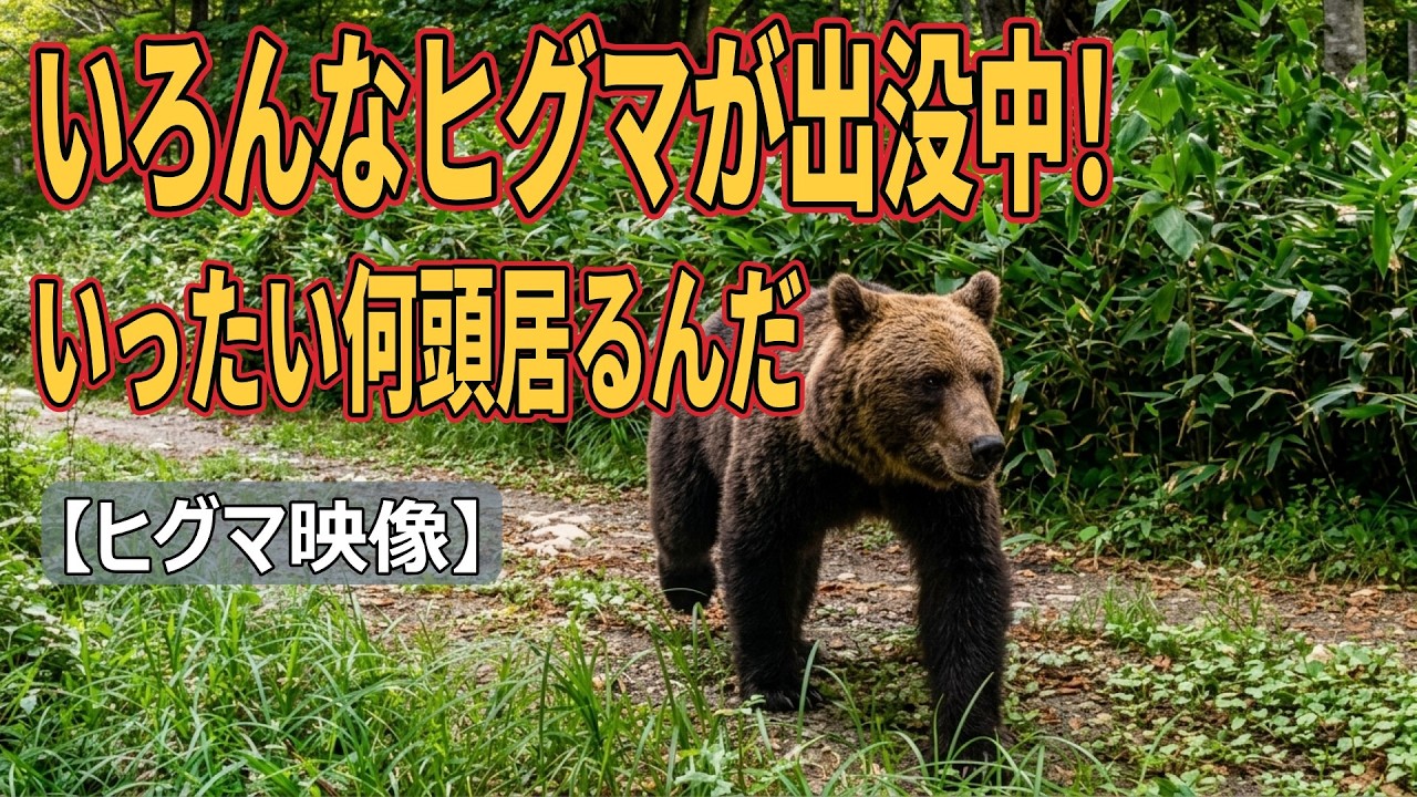 ヒグマ　熊の頭 いろんなヒグマが出没 いったい何頭居るんだ！ - YouTube