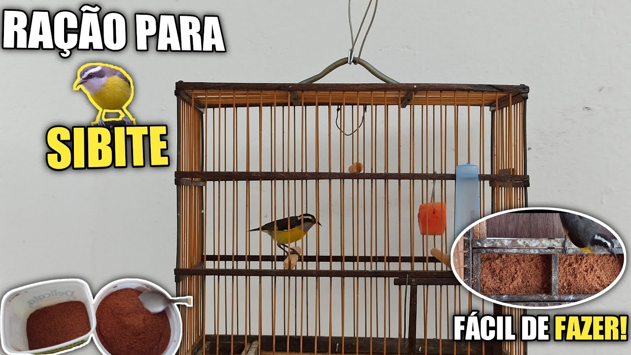 Ração de sabiá para SIBITE | Como preparar 🤔 (Passo a passo)