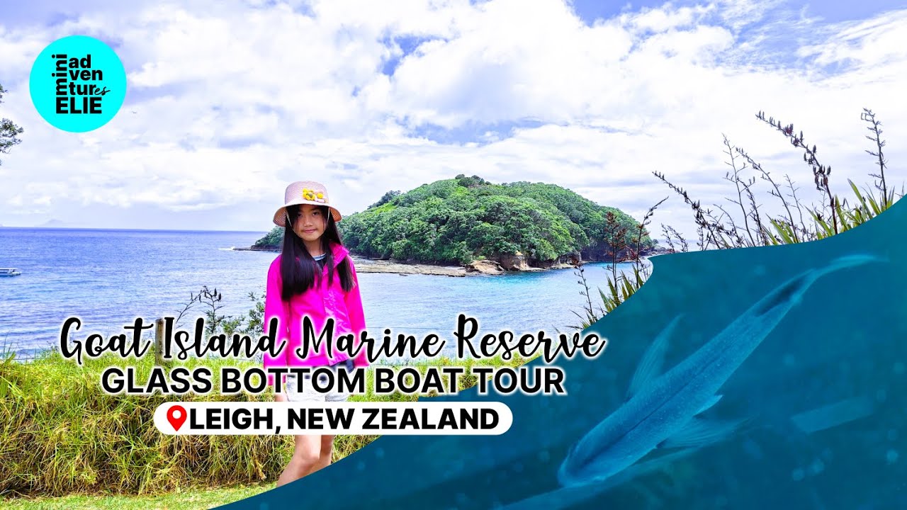 Glass Bottom Boat Tour at Goat Island Marine Reserve | Leigh, Auckland, New Zealand