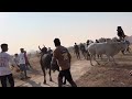 Bull Fight Raja Vs Navlya Win King Raja